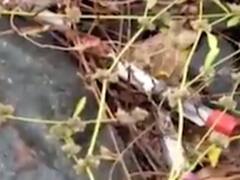 વાપીમાં આરોગ્ય વિભાગની ઘોર બેદરકારી, દમણગંગા નદી કિનારે બાયો મેડિકલ વેસ્ટ ફેંકવામાં આવ્યો