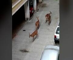 Deer In Public Place | पुण्यात रानगव्यानंतर हरणांचे कळप मानवी वस्तीत
