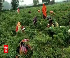 सिर्फ इन दो सब्जियों को बेच मुनाफा कमा रहे हैं यहां के किसान, जानिए कैसे | Ghazipur | Satte Pe Satta 