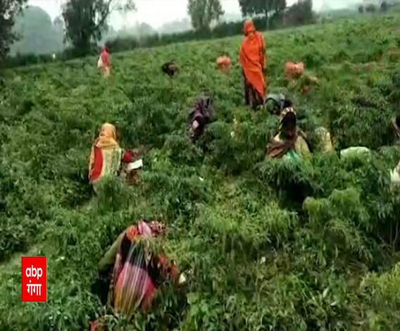 सिर्फ इन दो सब्जियों को बेच मुनाफा कमा रहे हैं यहां के किसान, जानिए कैसे | Ghazipur | Satte Pe Satta 