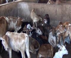 कोरोनामुळे परिस्थिती बिकट,700 गाईगुरांची उपासमार, मुक्या जीवांना मदतीची गरज, या ठिकाणी मदत करा!