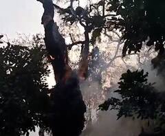 झाडात शिरलेल्या सापाला बाहेर काढण्यासाठी झाडालाच आग लावली; यवतमाळच्या कळंबमधला अजब प्रकार