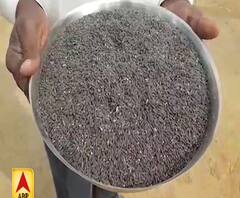 खेतों में चावल नहीं अब 'काला सोना' उगा रहे किसान | PM Narendra Modi | ABP Ganga 