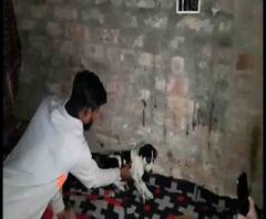 কুকুরদের ওপর অত্যাচারের অভিযোগে আটক হরিদেবপুরের যুবক