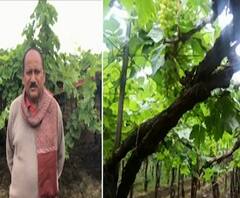 Farmer Loss | हिवाळ्यातल्या पावसामुळे नाशिकमध्ये हजारो एकरावरील द्राक्ष बागांचं नुकसान