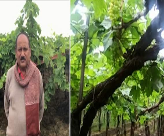 Farmer Loss | हिवाळ्यातल्या पावसामुळे नाशिकमध्ये हजारो एकरावरील द्राक्ष बागांचं नुकसान