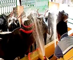 Beauty parlor for buffaloes | कोल्हापुरात चक्क म्हशींसाठी ब्युटी पार्लर, कॅटल सर्व्हिस सेंटर चर्चेत