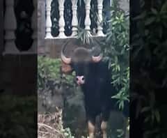 Pune | कोथरुडच्या महात्मा सोसयटीत गवासदृश प्राणी; वन विभागाची टीम कोथरुडमध्ये दाखल