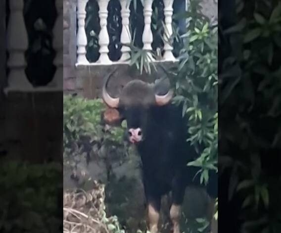 Pune | कोथरुडच्या महात्मा सोसयटीत गवासदृश प्राणी; वन विभागाची टीम कोथरुडमध्ये दाखल