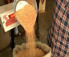 Agriculture News | कोकणात भात खरेदीला चांगला प्रतिसाद | शेती क्षेत्रातील घडामोडींचा आढावा