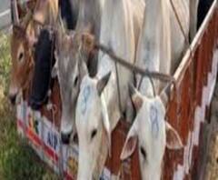 Cattle and Coal Smuggling:গরু-কয়লায় ‘প্রভাবশালী-যোগ’, BSF কমান্ডান্ট সতীশ কুমারের মুখে আর কার নাম?