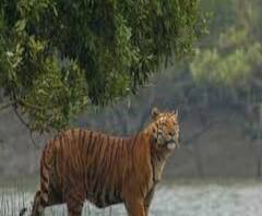 ৭টায় বাংলা (২): বাঘ-মানুষ সংঘাত কমাতে পদক্ষেপ, 'বাংলায় ভোট হলেই হিংসা', সরব রাজ্যপাল