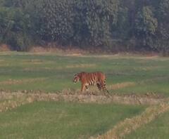दहशत में जीने को मजबूर हैं लोग, काबू में नहीं आ रहा बाघ | Purab Pashchim 