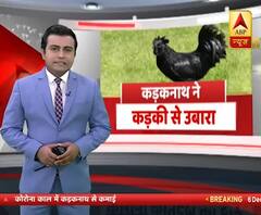 कोरोना में रोजगार का हिट जरिया बना कड़कनाथ मुर्गा, Dhoni और Yusuf Pathan भी हैं इसके मुरीद