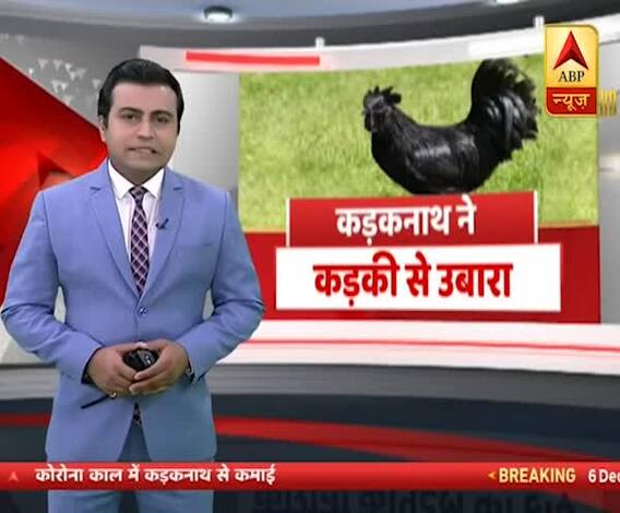 कोरोना में रोजगार का हिट जरिया बना कड़कनाथ मुर्गा, Dhoni और Yusuf Pathan भी हैं इसके मुरीद