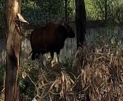 पुणे बंगळुरु महामार्गाच्या लगत गव्याचं दर्शन, सुरक्षित पकडण्यासाठी वनविभागाचे प्रयत्न सुरु