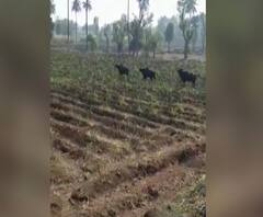 Gaur in Kolhapur | कोल्हापूरमध्ये चार रानगव्यांचं दर्शन, नागरिकांमध्ये भीतीचं वातावरण