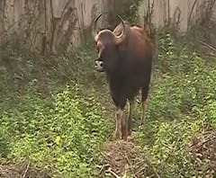 Pune News | पुण्यात पुन्हा गव्याचं दर्शन, बावधन परिसरात दिसलेल्या गव्याला बाहेर काढण्यात यश