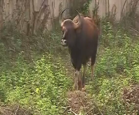 Pune News | पुण्यात पुन्हा गव्याचं दर्शन, बावधन परिसरात दिसलेल्या गव्याला बाहेर काढण्यात यश