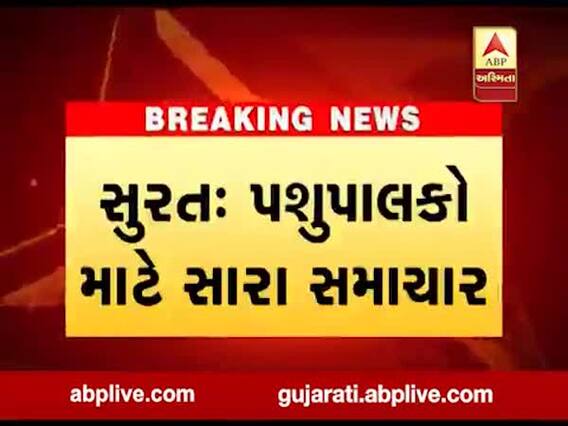 સુરત: પશુપાલકો માટે સારા સમાચાર, સુમુલે પુશદાણની કિંમતમાં કર્યો ઘટાડો, જુઓ વીડિયો 