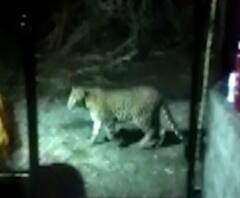 Solapur | बिबट्याचा मोर्चा सोलापूरच्या करमाळा शहराकडे, बिबट्याच्या शोधासाठी हेलिकॉप्टरची मागणी