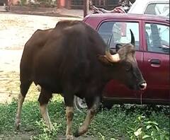 Pune News | पुण्यातील कोथरुड परिसरात शिरलेल्या 'त्या' रानगव्याचा मृत्यू, गव्यासोबत वनविभागाची पकडापकडी