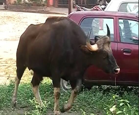 Pune News | पुण्यातील कोथरुड परिसरात शिरलेल्या 'त्या' रानगव्याचा मृत्यू, गव्यासोबत वनविभागाची पकडापकडी