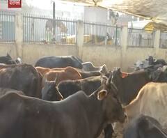 UP में गोशालाओं का हाल देखिए | ABP GANGA 