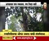 Special Report| एक पाय नसताना कोणत्याही झाडावर चढणारा 60वर्षांचा अवलिया;श्रीपत जवरत यांची संघर्षगाथा