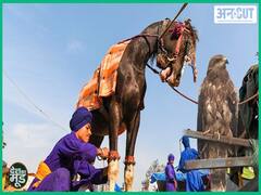 Farmers Have Brought Many Horses And Eagles In Protest With Nihang Sikhs, What Is Their Work In The Movement? | Uncut