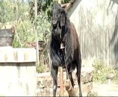 Kolhapur Goat Trouble | 'पळा पळा बोकड आला!' कोल्हापुरातल्या गावात बोकडाची दहशत, गावात सूचनेचा बोर्ड
