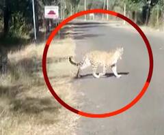 Rural News | माझं गाव माझा जिल्हा | महाराष्ट्र-गुजरातच्या सीमेवर बिबट्या जेरबंद | ABP Majha