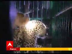 ગીર સોમનાથમાં દીપડો પાંજરે પુરાતા લોકોએ લીધો રાહતનો શ્વાસ, જુઓ વીડિયો 