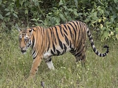 UP: Man spots Tiger in front of his car at Pilibhit 