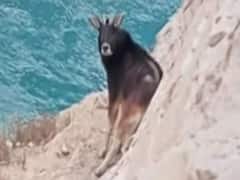 Rare Himalayan Serow captured on camera for the First Time