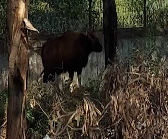 Pune | पुण्याच्या बावधन परिसरात गव्याचं दर्शन 