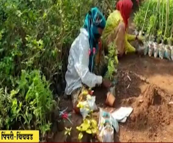 Special Report | दुधाची पिशवी द्या, झाडाचं रोप घेऊन जा; पुण्यातील कौतुकास्पद उपक्रम