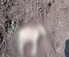 Solapur Leopard : सोलापूरच्या बिटरगावात पुन्हा बिबट्या? चार कुत्र्यांची शिकार, ग्रामस्थ धास्तावले