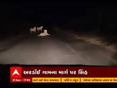 રાજકોટના કોટડા સાંગાણી તાલુકામાં સિંહના ધામા, અરડોઇ જવાના રસ્તા પર બેસી ગયા સિંહ