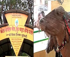 Kolhapur | येथे म्हशींचा मेकअप करुन मिळेल; कोल्हापुरातील आगळं वेगळं कॅटल पार्लर