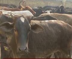 गो माता पर सियासत... ABP गंगा का रियलिटी चेक