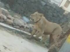 ગીર સોમનાથઃ ધોળા દિવસે આ શહેરમાં સિંહના ધામા, બજારમાં લટાર મારતો કેમેરામાં થયો કેદ