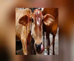 Ananda Sakal III: গরুপাচার কাণ্ডে ব্যবসায়ীর বিরুদ্ধে লুকআউট নোটিস, রাজ্যপালের বিরুদ্ধে রাষ্ট্রপতিকে নালিশ তৃণমূলের