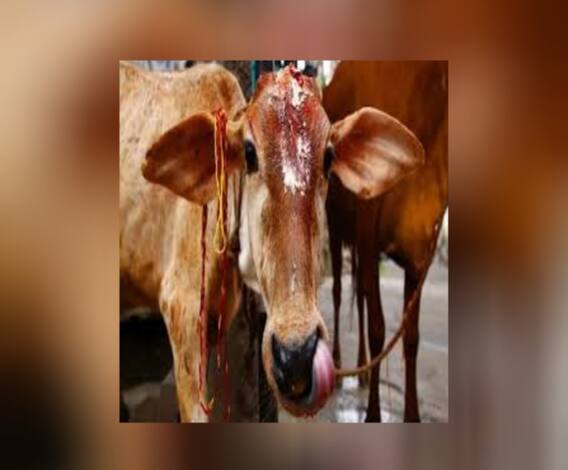 Ananda Sakal III: গরুপাচার কাণ্ডে ব্যবসায়ীর বিরুদ্ধে লুকআউট নোটিস, রাজ্যপালের বিরুদ্ধে রাষ্ট্রপতিকে নালিশ তৃণমূলের