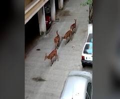 Deer Sighted at Pune | पुण्यात रानगव्यानंतर हरणांचा कळप, एनडीएजवळच्या जंगलातून सोसायटीत प्रवेश