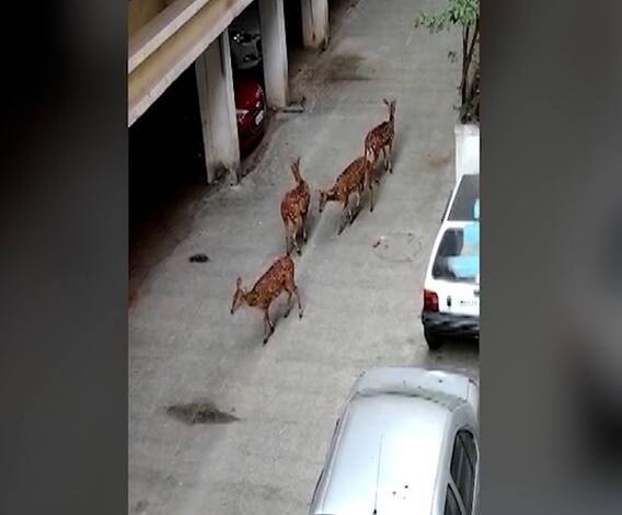 Deer Sighted at Pune | पुण्यात रानगव्यानंतर हरणांचा कळप, एनडीएजवळच्या जंगलातून सोसायटीत प्रवेश
