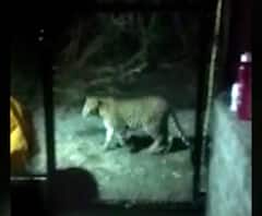 Karmala Leopard | 12 जणांचा जीव घेणारा नरभक्षक बिबट्या 4 दिवसांपासून मोकाट 