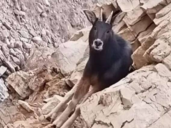 Spiti में दिखा दुर्लभ Himalayan Sero, विलुप्त वनजीवों की सूची में है नाम