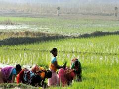 किसान आंदोलन: दिल्ली के चिल्ला में दिल्ली-यूपी बॉर्डर खुला