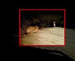 Leopard Attack | शिकारी बिबट्या... चांदवड-मनमाड महामार्गावर सावजाच्या शोधात बिबट्याचा मुक्तसंचार